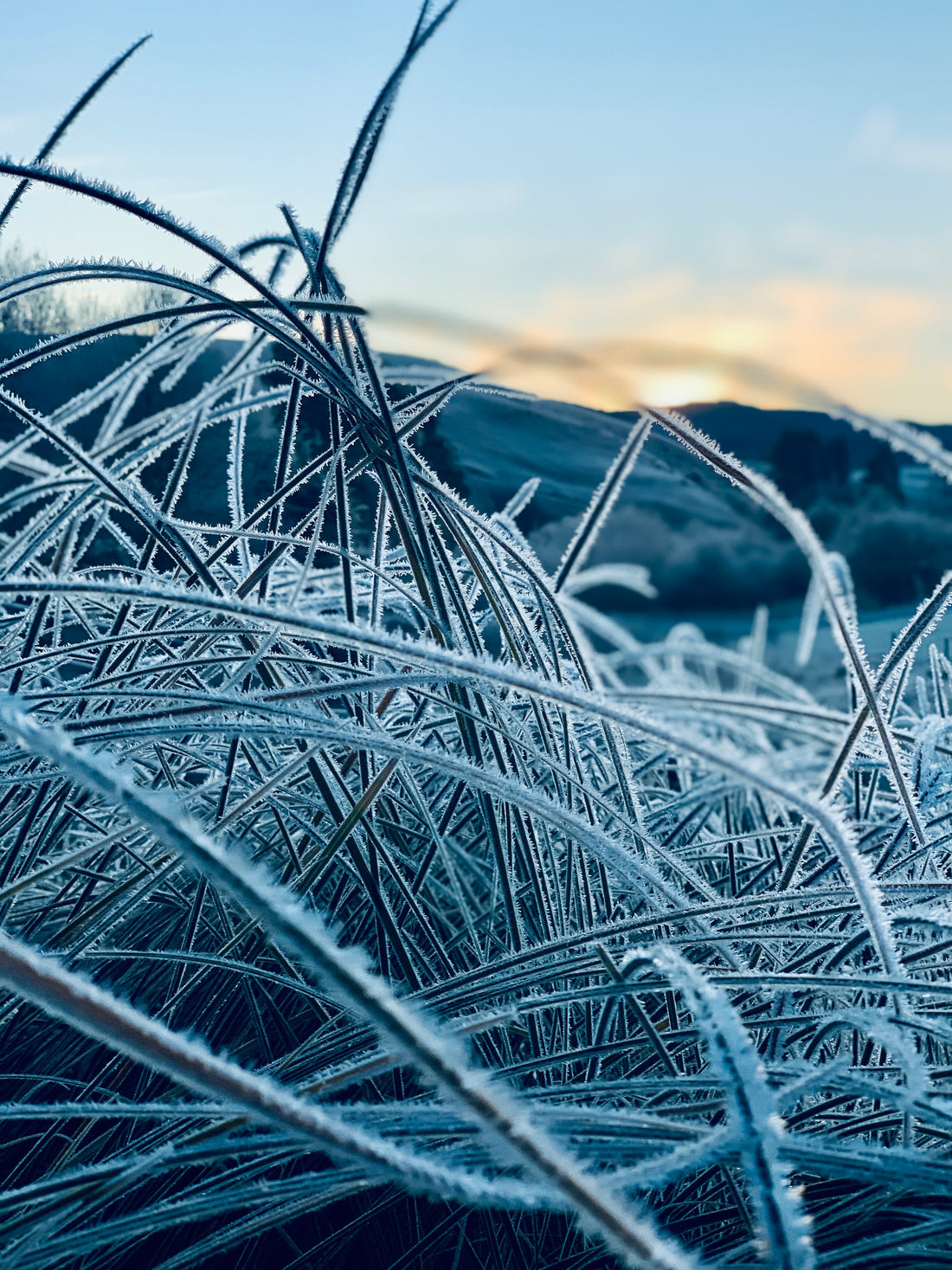 Frost Winter New Zealand Morning