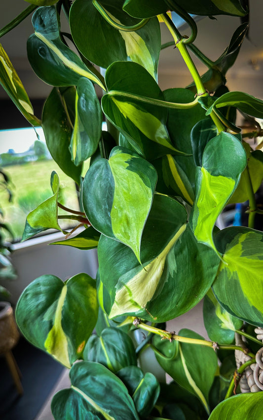 How to Propagate Philodendrons