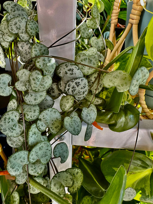 How to Propagate “Chain of” or “String of” plants