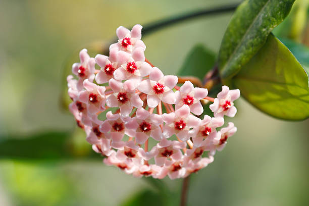 Hoya Carnosa Flower Plant
