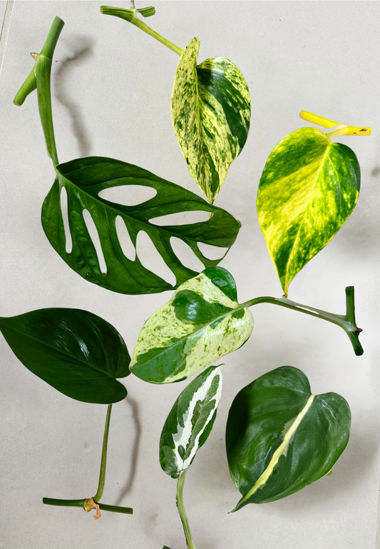 Golden Pothos Brasil Pothos Heartleaf Philodendron Marble Queen Plant Cutting New Zealand Monkey Mask