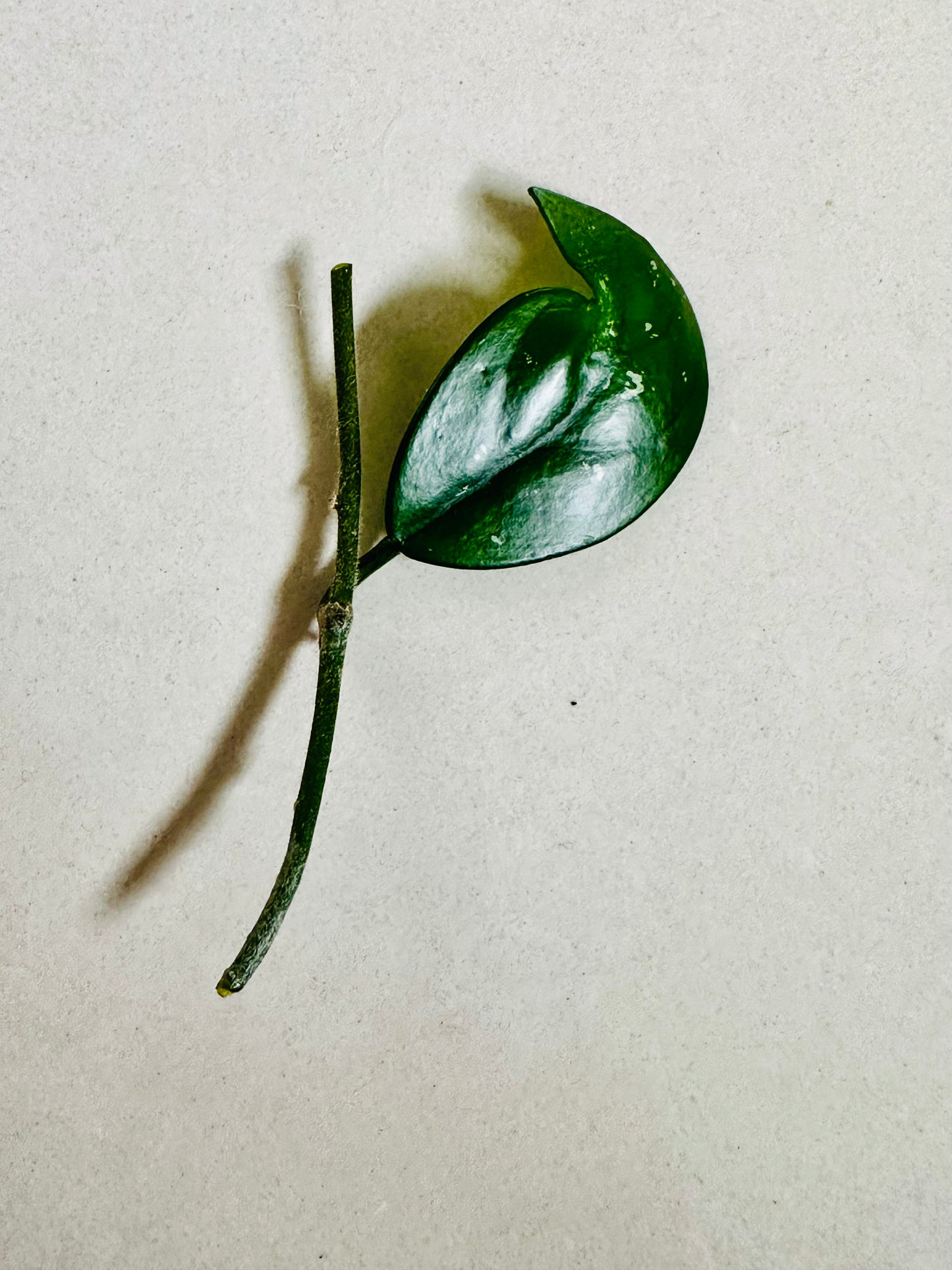 Hoya Carnosa Cutting