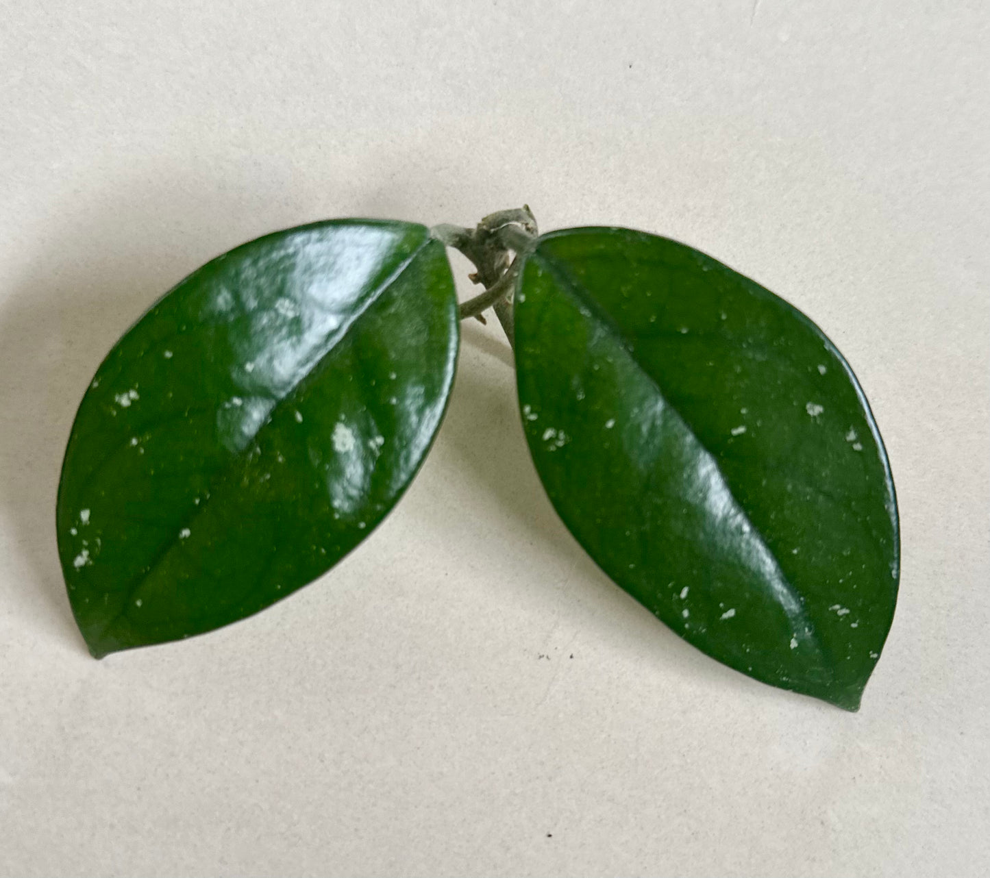 Hoya Carnosa Cutting