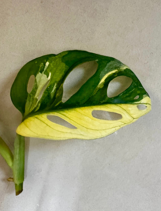 Variegated monstera monkey mask variegation plant half moon