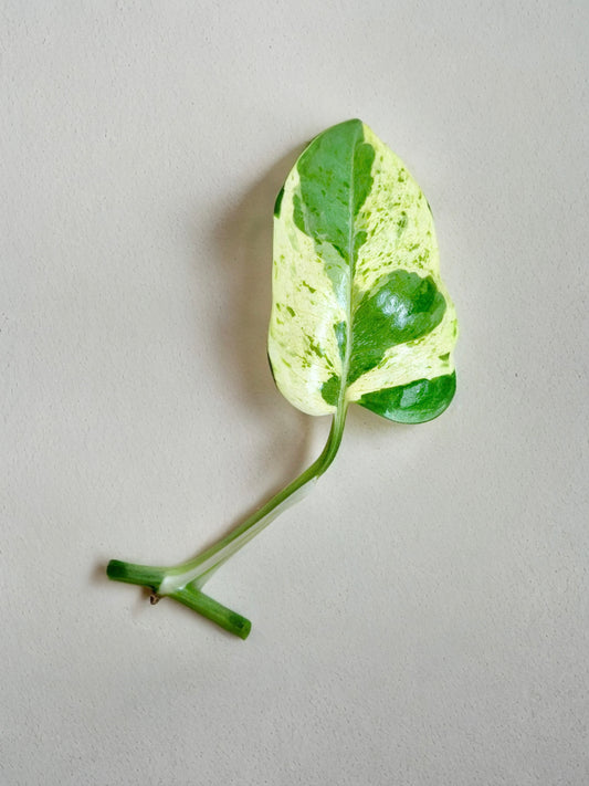 Pearls and Jade Pothos Cutting