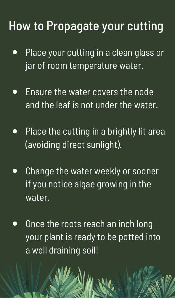 Pearls and Jade Pothos Cutting