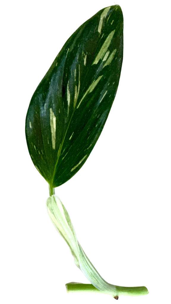 Monstera Standleyana plant