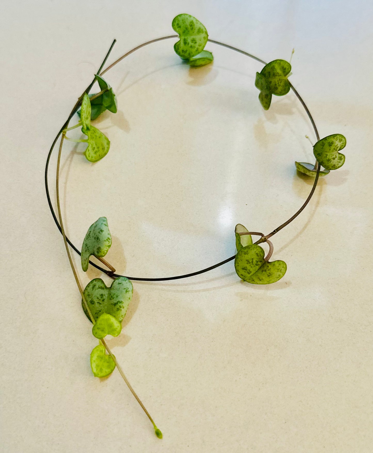 Chain of Hearts Cutting