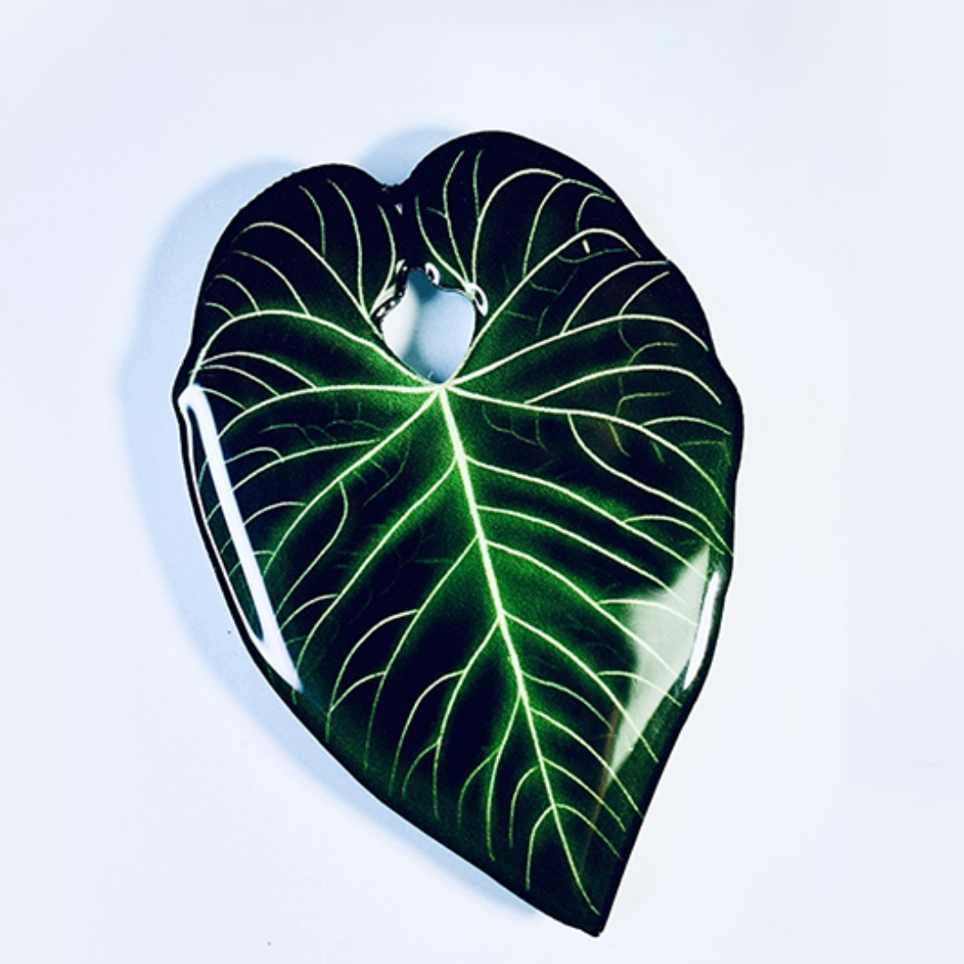 Anthurium Regale Pop Socket