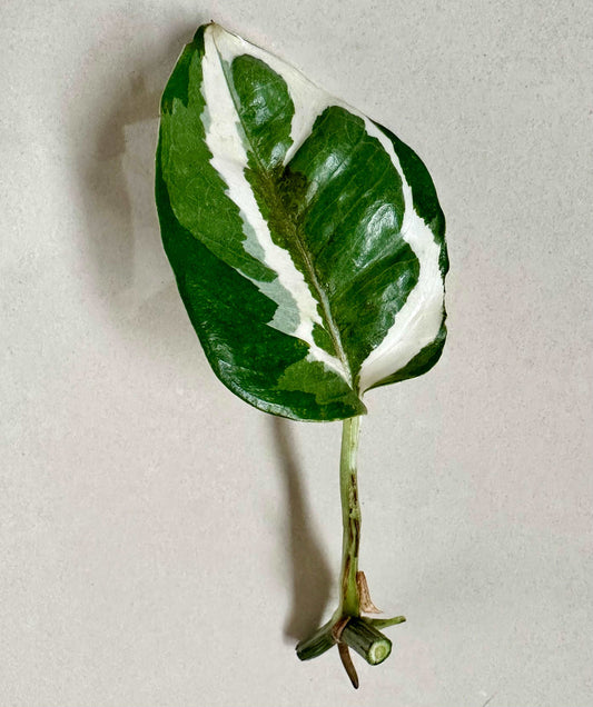N’joy Pothos Cutting