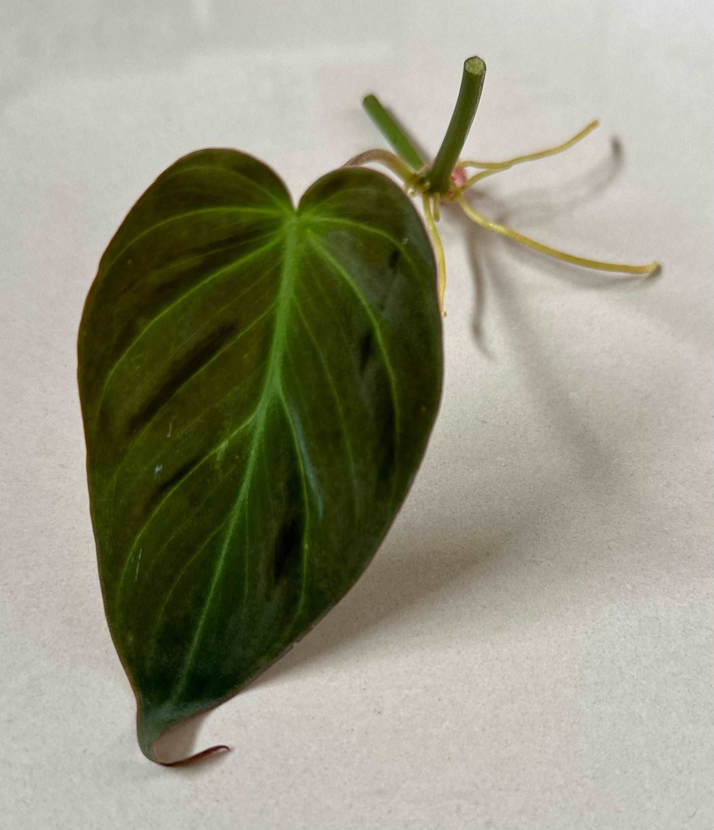 Micans Philodendron Cutting