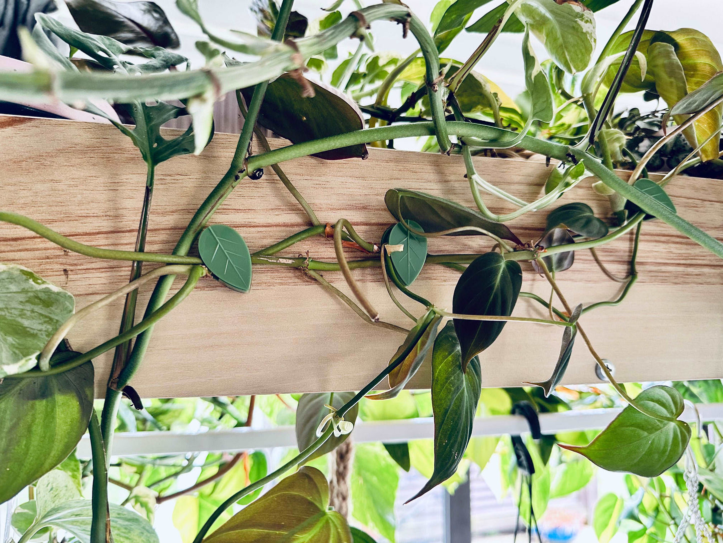 Green leaf plant clips holding vines on wooden shelf