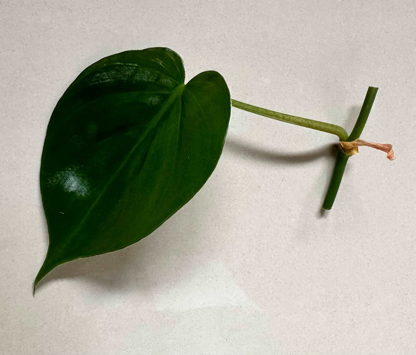 Heart Leaf Philodendron Cutting