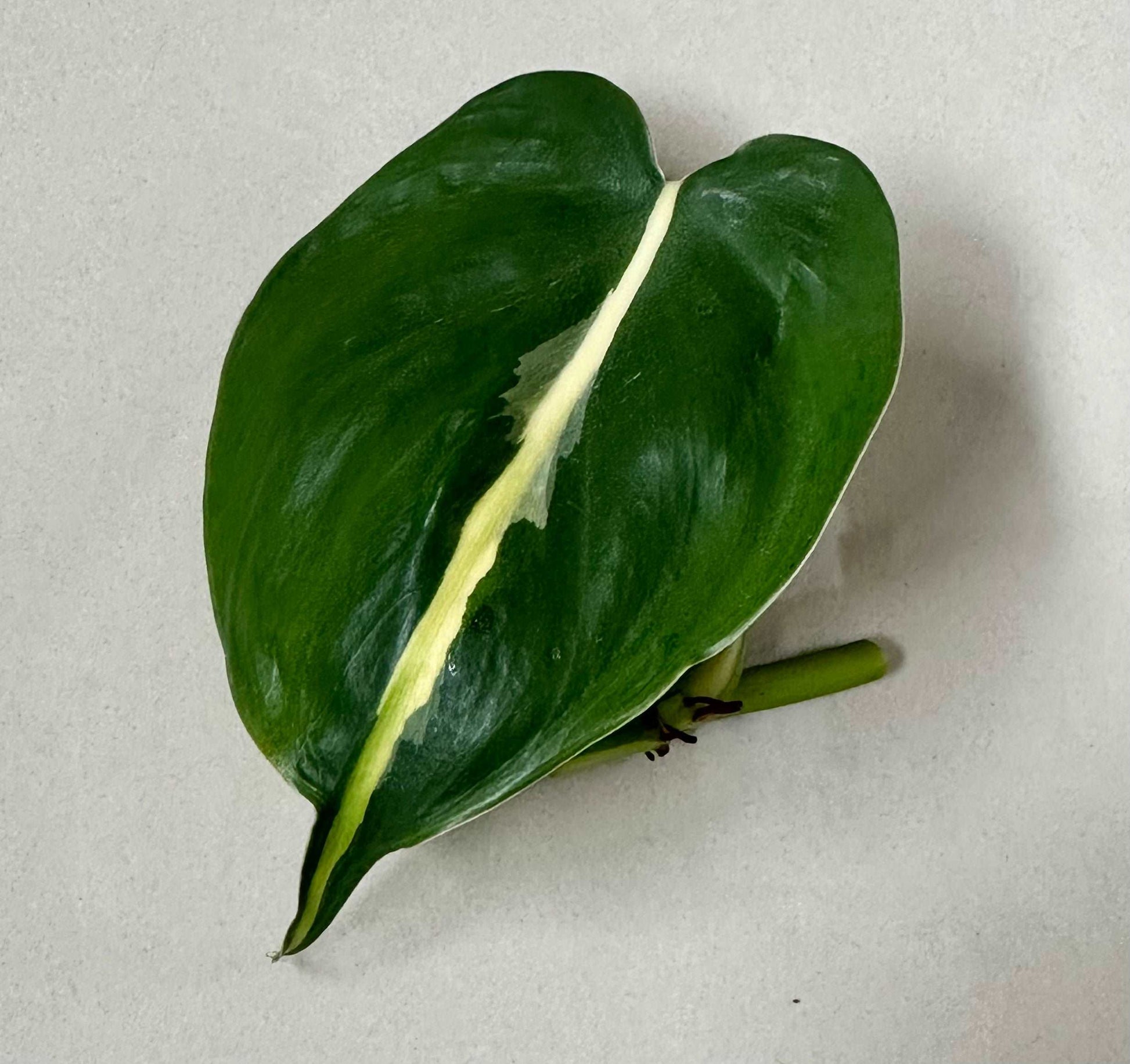 Green with yellow stripe Brasil Philodendron Leaf cutting for propagation