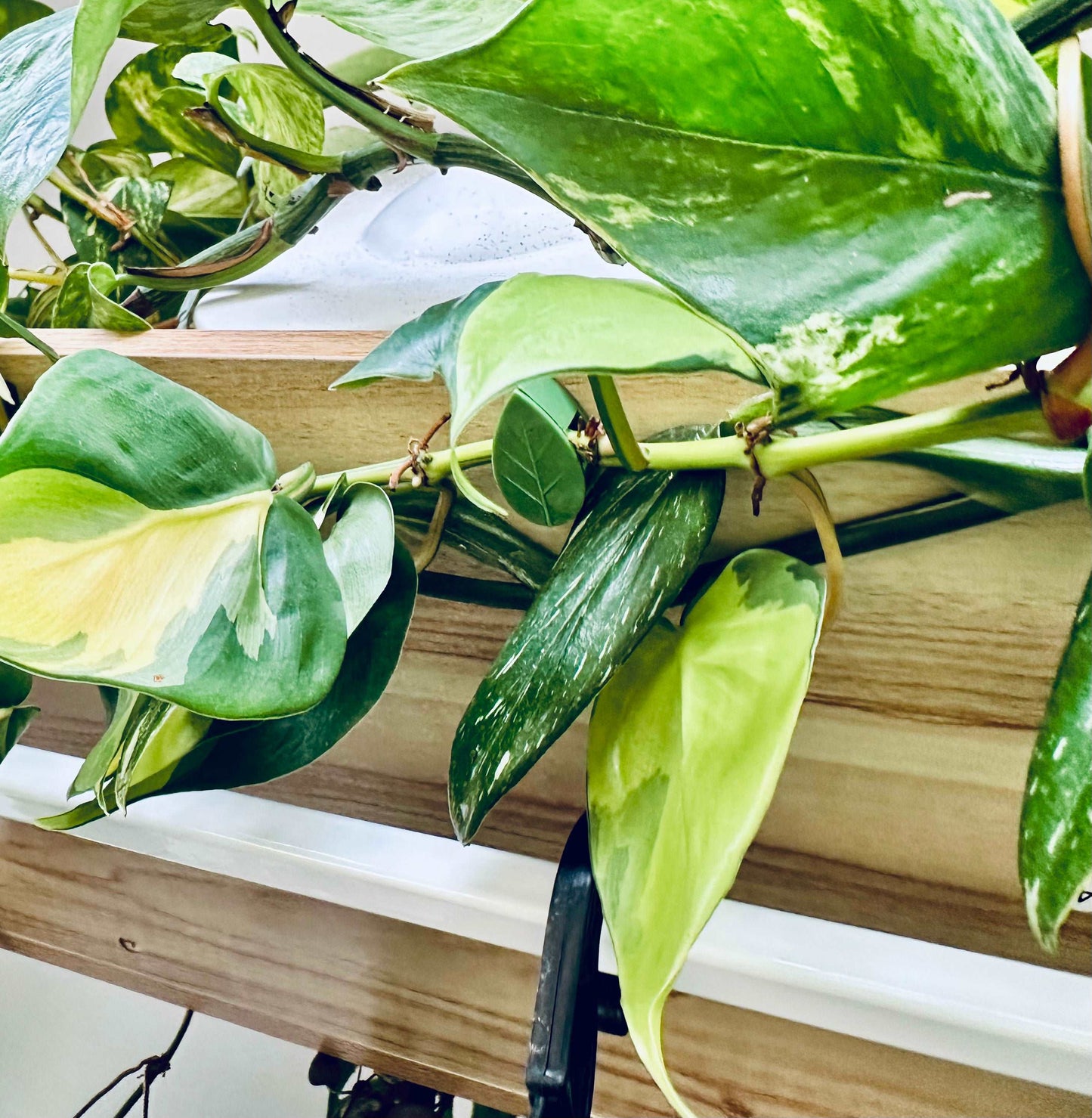 Green Leaf Plant clip on shelf