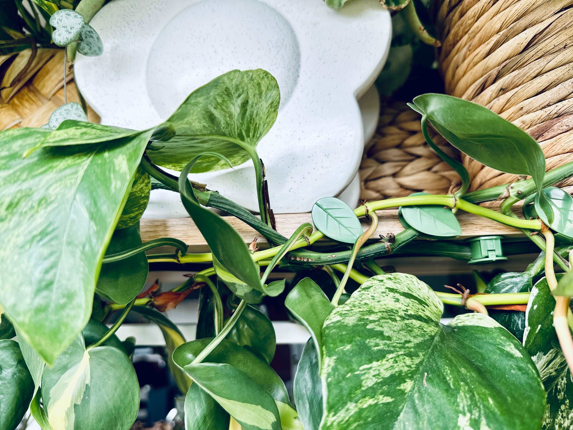 Green leaf plant vine clips holding plant on shelf