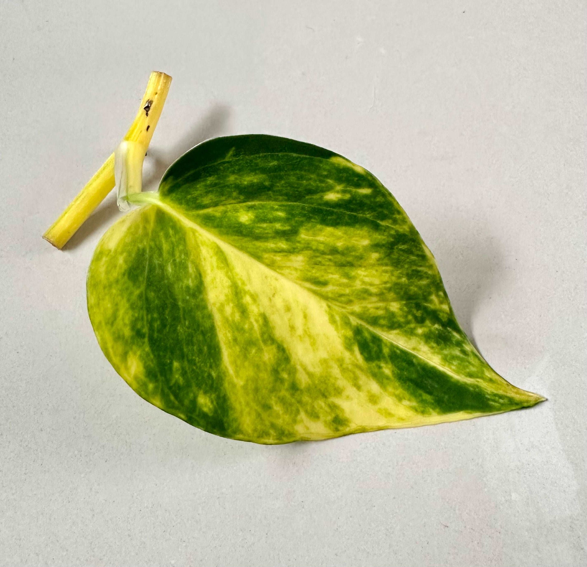 Vibrant green and yellow golden pothos plant cutting for propogation