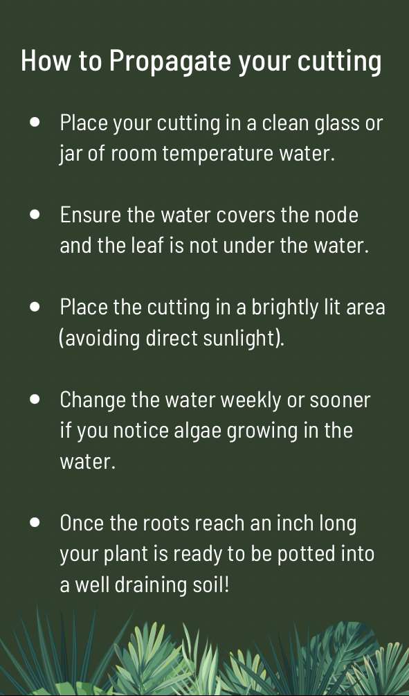 Instructions to Propagate Plant