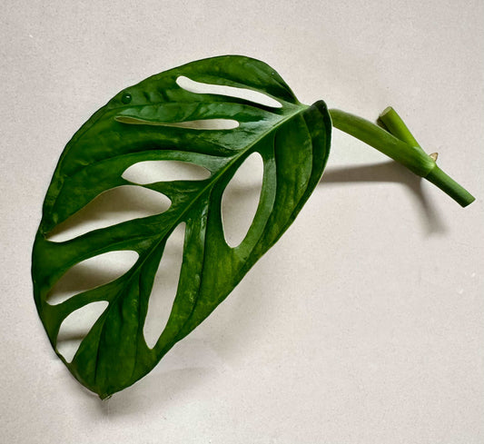 Monstera adansonii - Monkey Mask Cutting