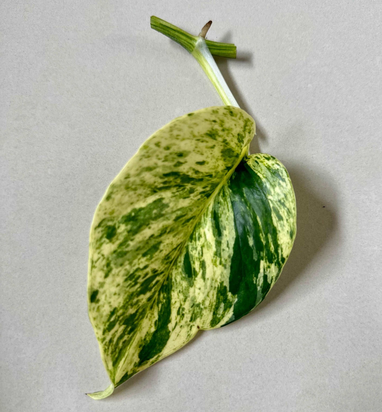 Marble Queen Pothos Cutting