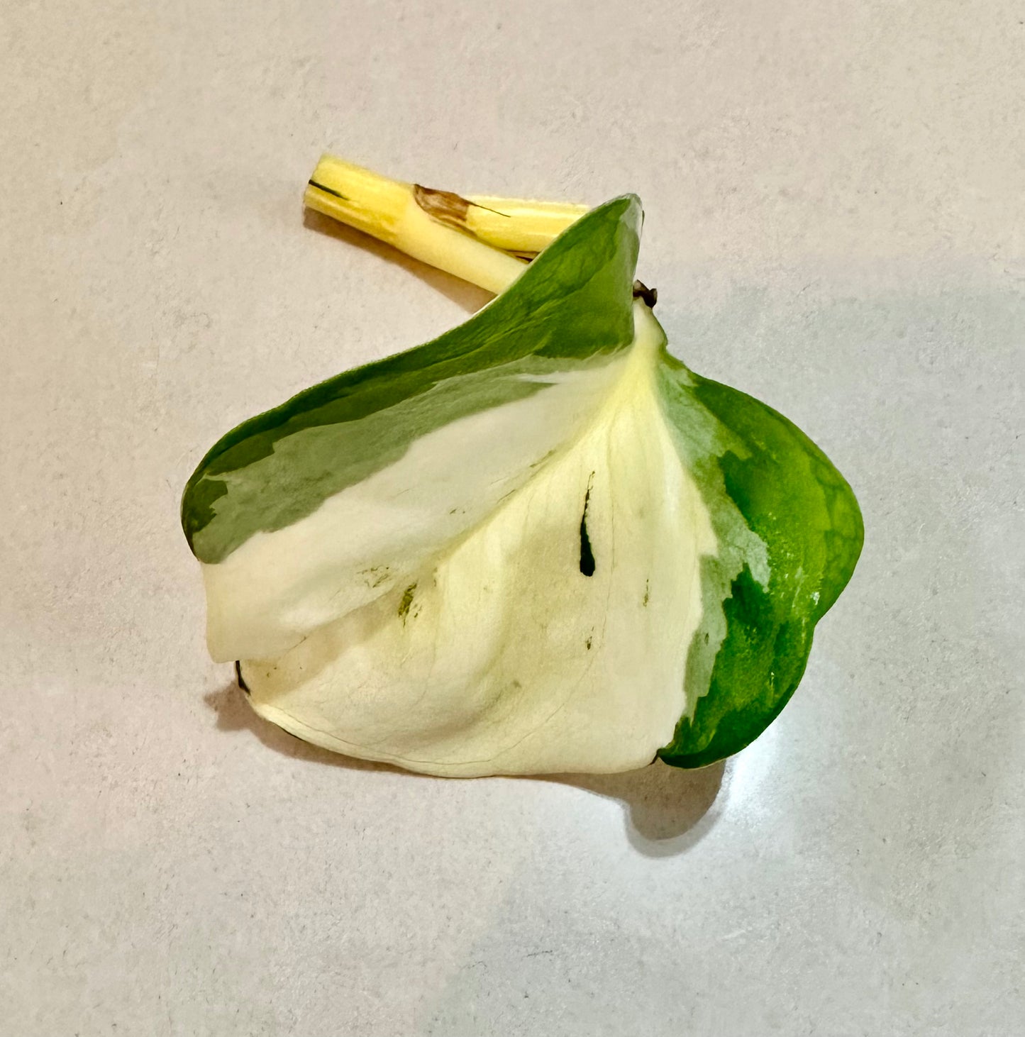 Leaf cutting of Majula Pothos plant, yellow white and green leaf