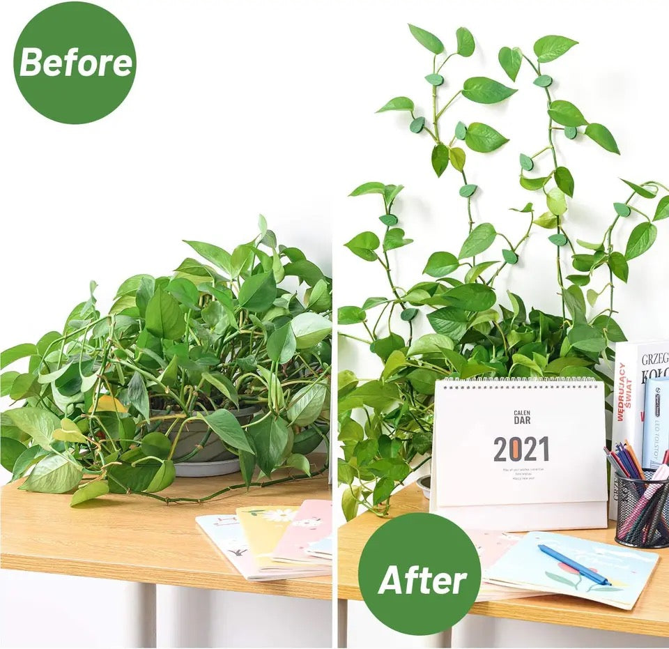 Plant clips before and after wall climb