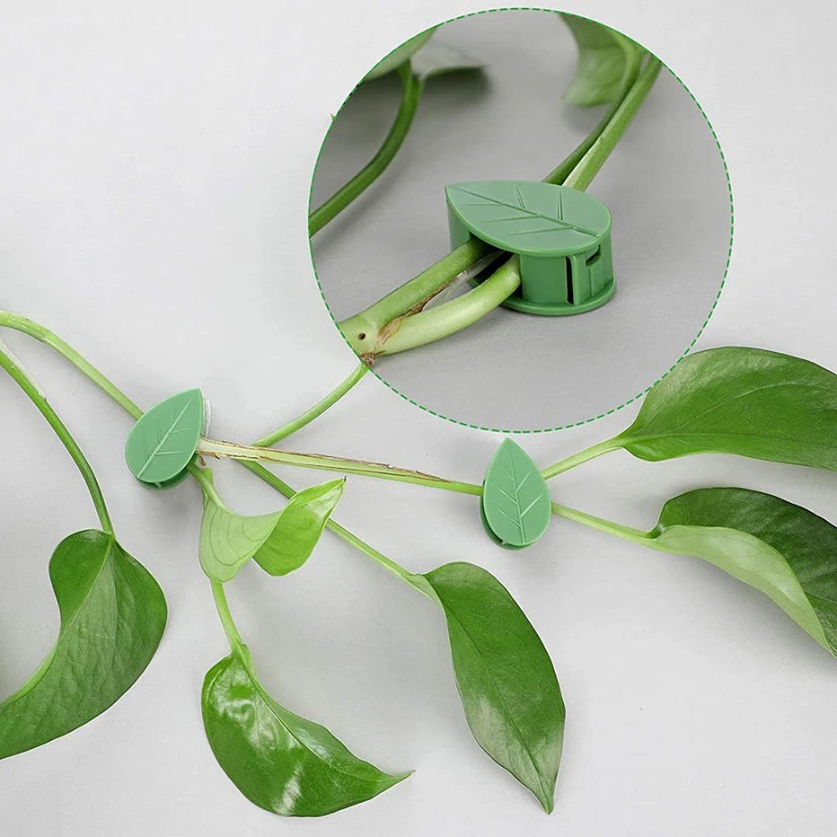 Example image showing plant attached with clips