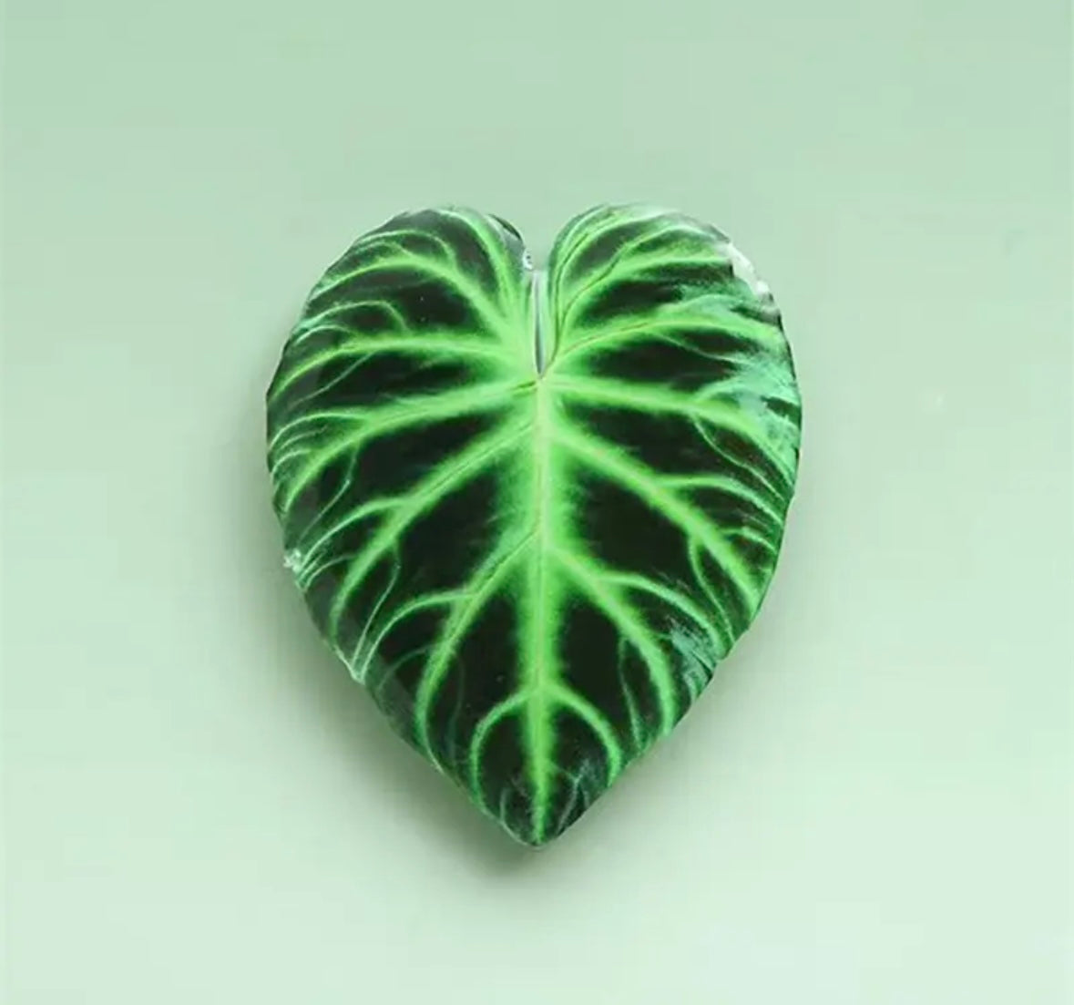 Philodendron Verrucosum Pop Socket