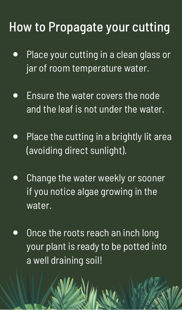 Care instructions on How to Propagate plant cutting