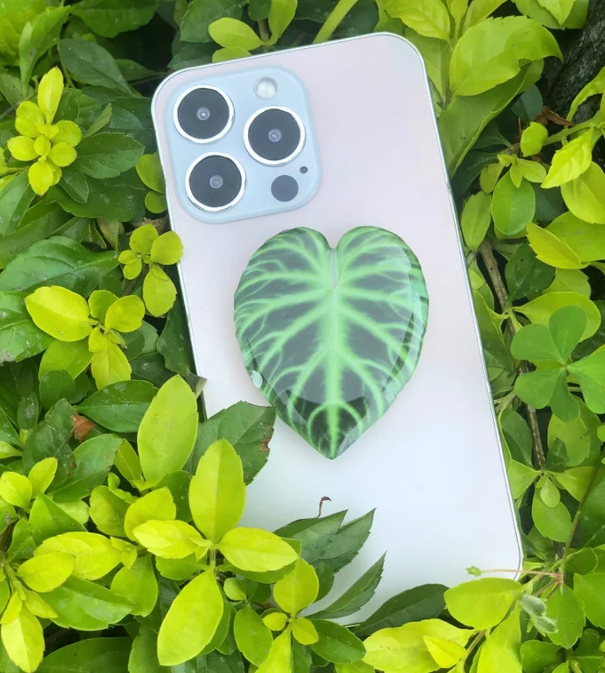 Philodendron Verrucosum Pop Socket