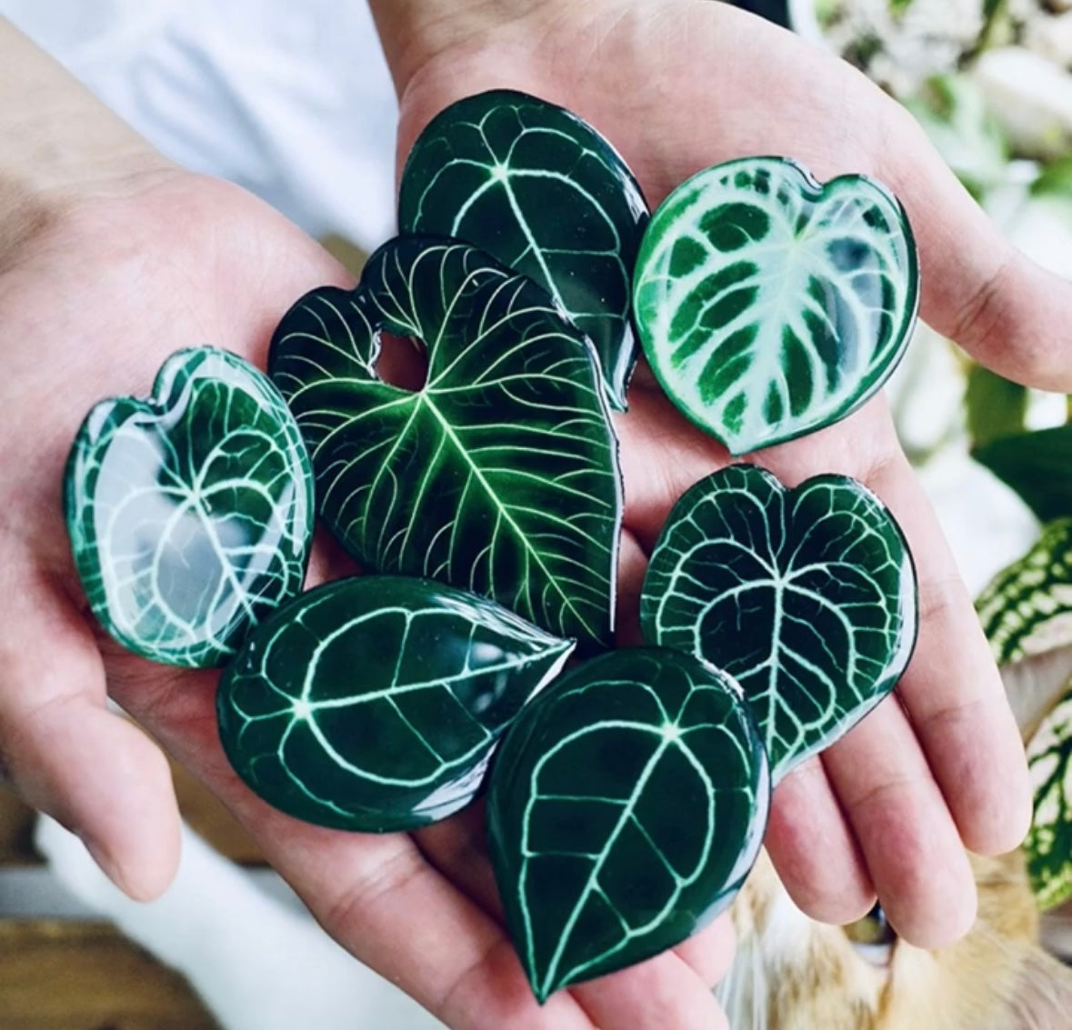Anthurium forgetii Pop Socket