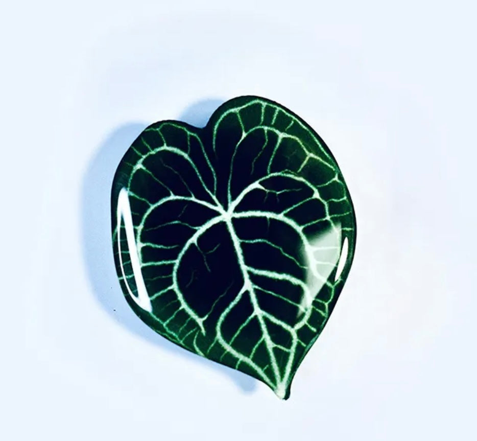 Anthurium crystallinum Linden and André Pop Socket