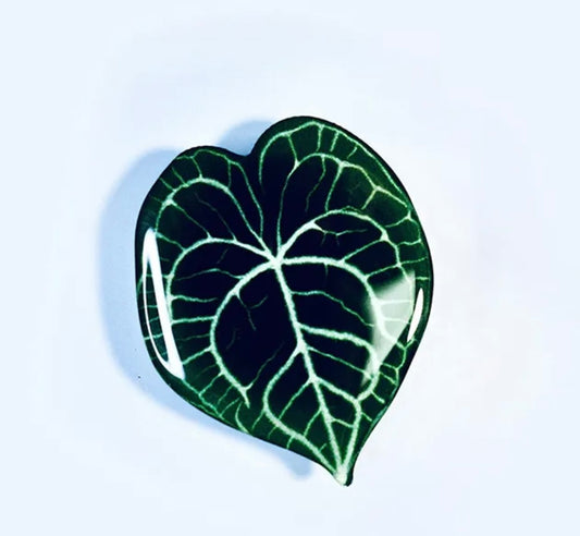 Anthurium crystallinum Linden and André Pop Socket