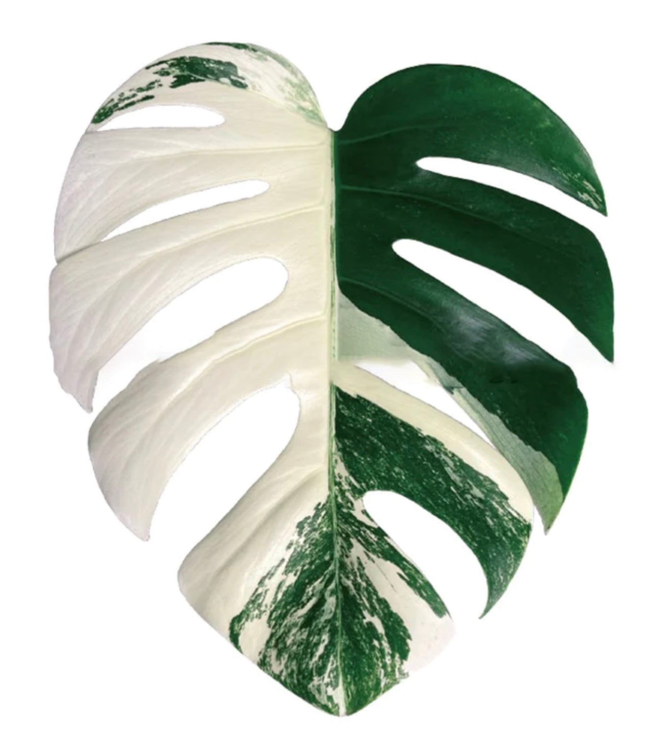 Monstera Albo Popsocket