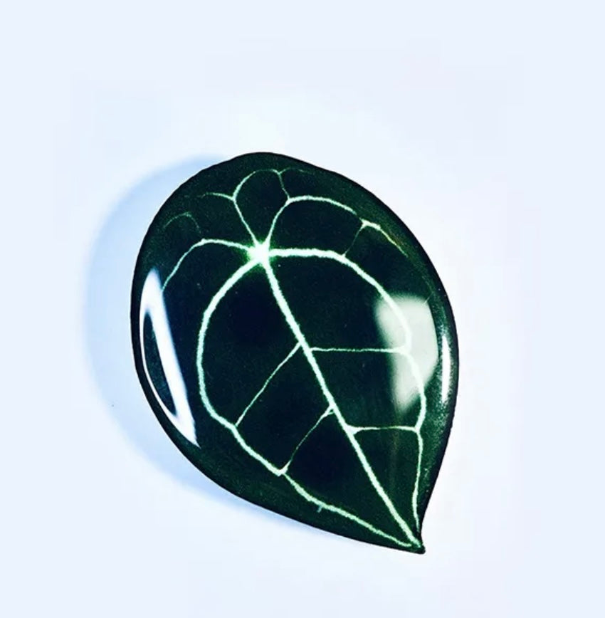 Anthurium forgetii Pop Socket