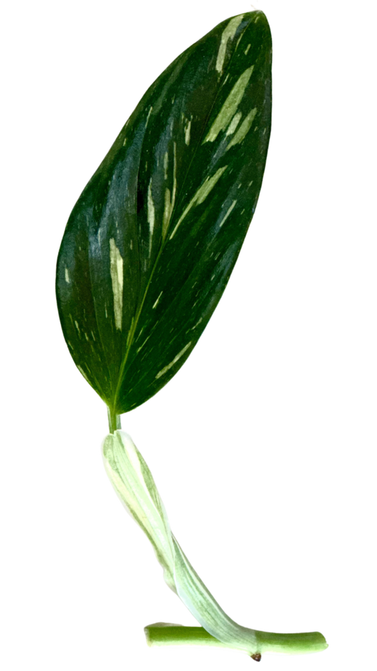 Monstera Standleyana plant
