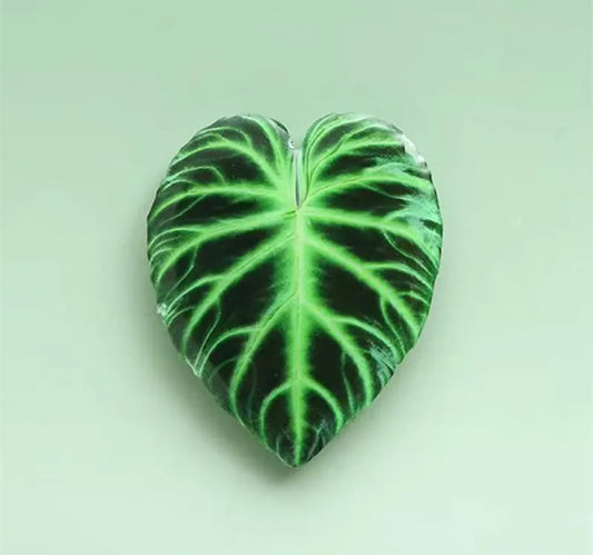 Philodendron Verrucosum Pop Socket